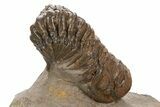 Fossil Crotalocephalina Trilobite - Atchana, Morocco #331930-1